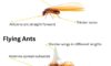 Flying Termites: Significance and How to Respond to Them