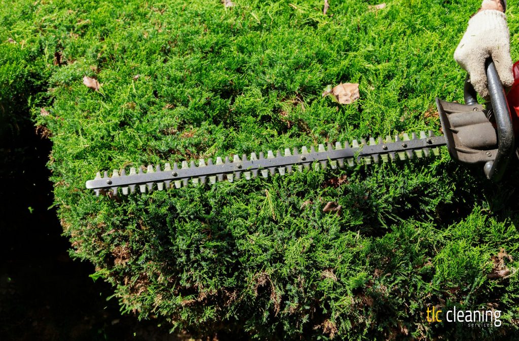Hedge Trimming Tips for Beautiful Gardens in West Coker