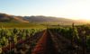 Winemaking Mastery at San Miguel De Allende Vineyards