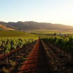 Winemaking Mastery at San Miguel De Allende Vineyards