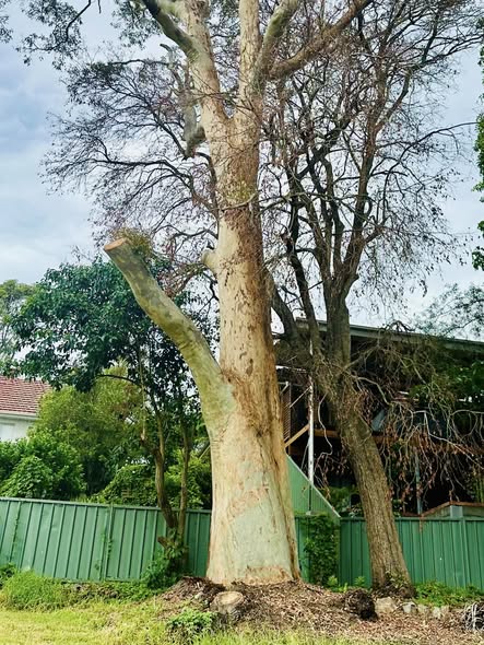 Spotted Gum Tree Hit by Lightning in Adamstown Heights: Insights