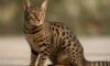 Ocicat Spot Patterns: Unveiling Unique Coat Designs