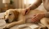 Spay Recovery Timeline: What to Expect for Your Pet