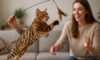 Bengal Cat Exercise Needs: Key Tips for Optimal Health