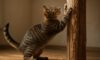 Tips for Teaching Cats to Use Scratching Posts Effectively