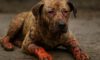 Burn Wound Care for Pets: Essential Tips for Healing