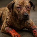 Burn Wound Care for Pets: Essential Tips for Healing