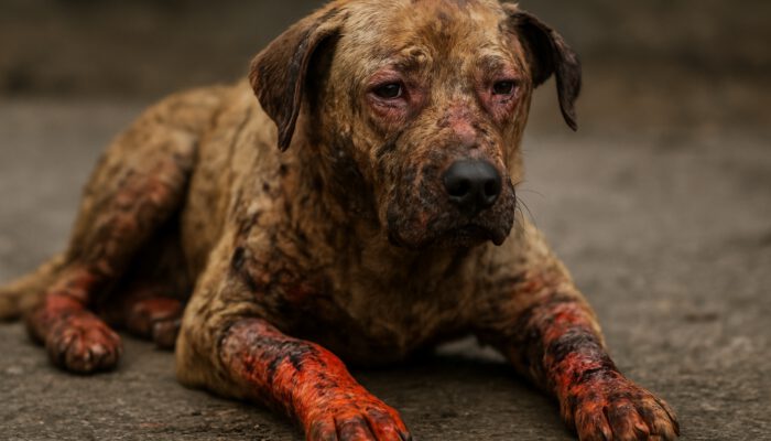 Burn Wound Care for Pets: Essential Tips for Healing