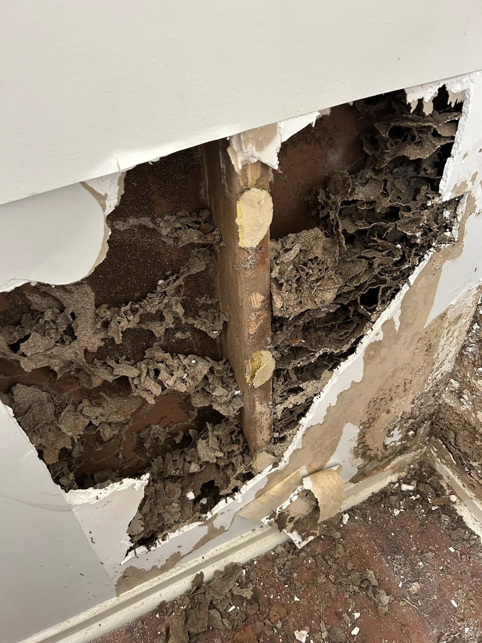 termites found in a wall
