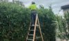 Hedging Plants for Newcastle Gardens: Easy Care Choices