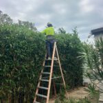 Hedging Plants for Newcastle Gardens: Easy Care Choices