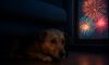 Firework Phobia Solutions for Pets: Comforting Strategies