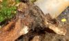 Tree Roots in Drains: Tackling Wollongong’s Ongoing Issue