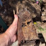 Clay Soil’s Threat to Caboolture Pipes Revealed