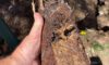Clay Soil’s Impact on Caboolture’s Pipes